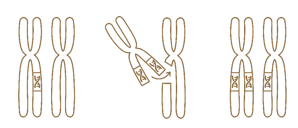 Gene drive mechanism — chromosome pair illustration showing genetic insertion