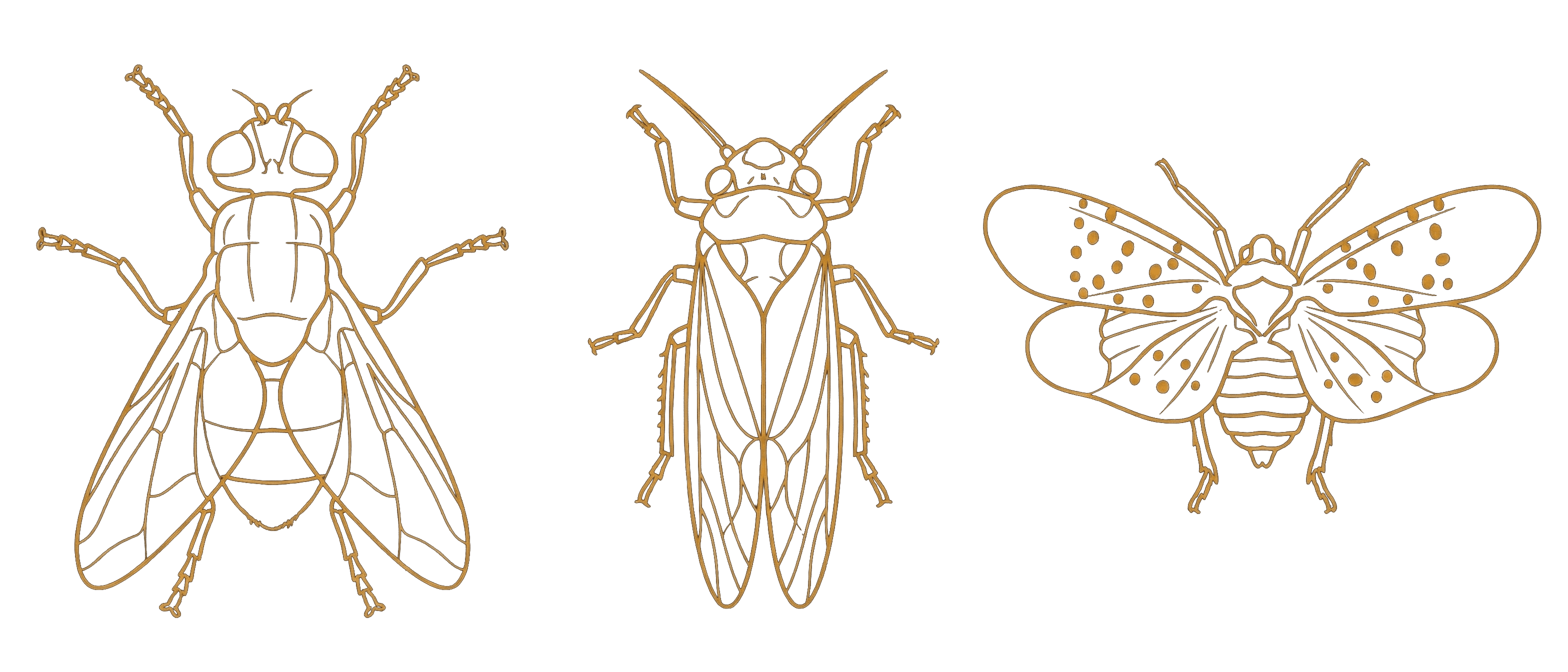 Invasive species illustrations — fly, cicada, and spotted lanternfly